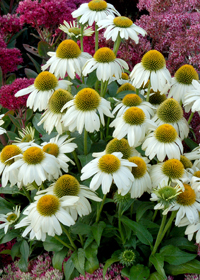 Echinacea 'Heavenly Dream'